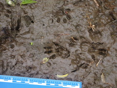 Sciurus carolinensis