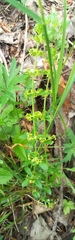 Cruciata