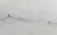 Nannopterum brasilianum