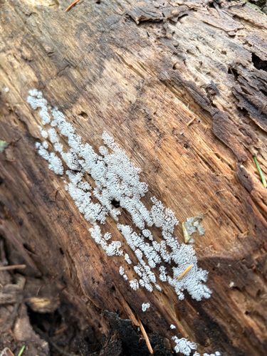 Common Coral Slime