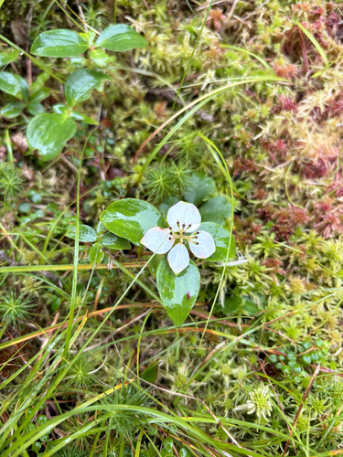 Canadian bunchberry