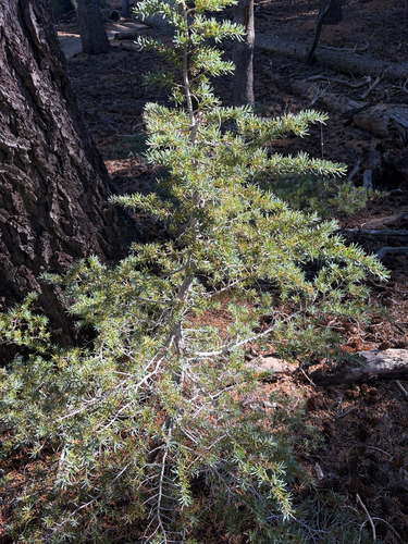 iNaturalist observation photo of mountain hemlock