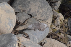 Hamadryas glauconome