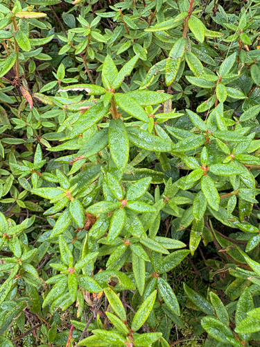 Bog Labrador Tea