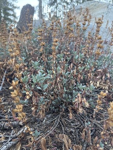 Penstemon newberryi, photograph 5