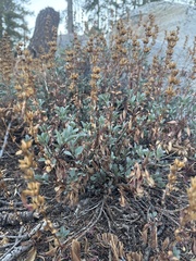Penstemon newberryi, photograph (c) Dena, some rights reserved (CC BY)
