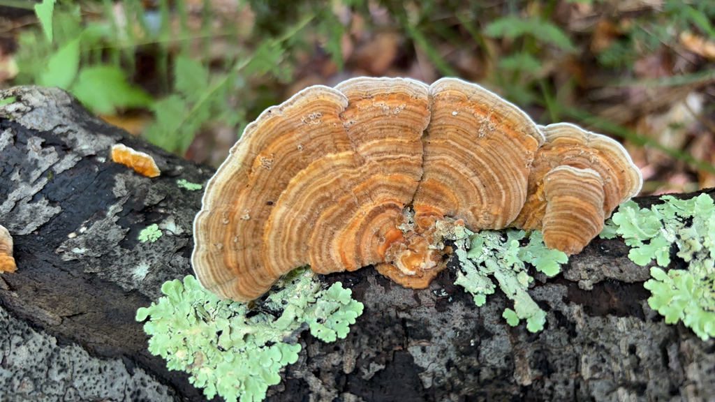 Gilled Polypore · September 2026 · photo: Photo: (c) Daniel Zucker, some rights reserved (CC BY) · iNaturalist