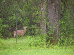 Odocoileus virginianus