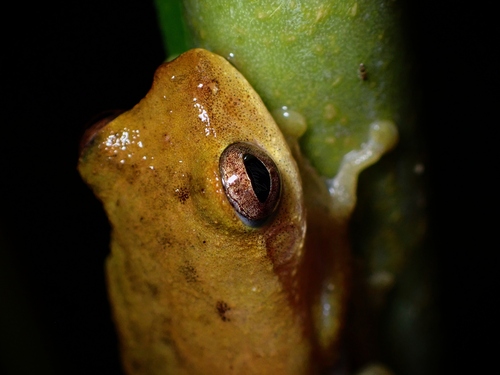 Chiromantis nongkhorensis observed 2026-09-13