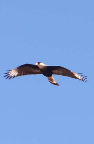 Crested Caracara