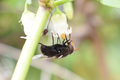 Copestylum spinigerum