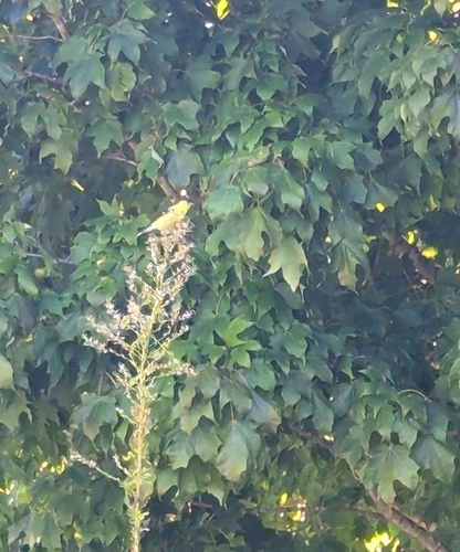 American Goldfinch