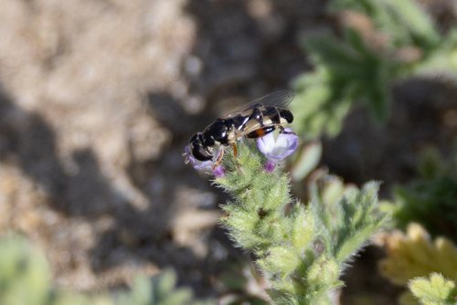 Peg-legged Compost Fly
