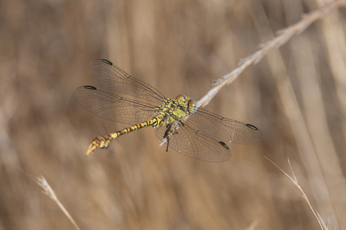 Common Hooktail