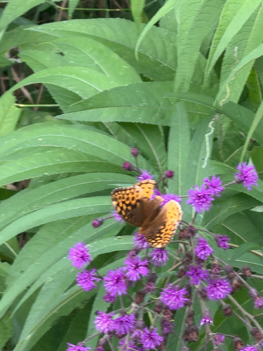 Great Spangled Fritillary