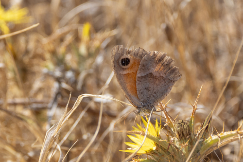 Southern Gatekeeper