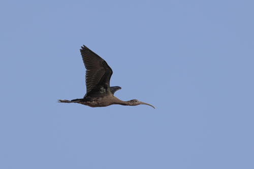 Glossy Ibis