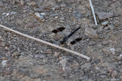 Northern Banded Groundling