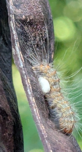 Fall Webworm Moth