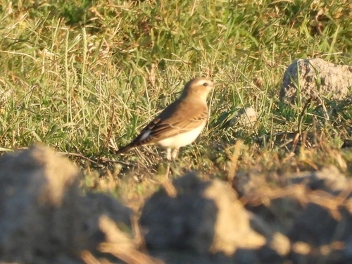 Northern Wheatear