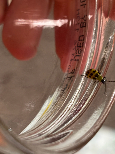Spotted Cucumber Beetle