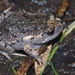 Smooth Toadlet - Photo (c) eyeweed, some rights reserved (CC BY-NC-ND)