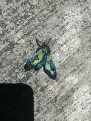 Chrysocale