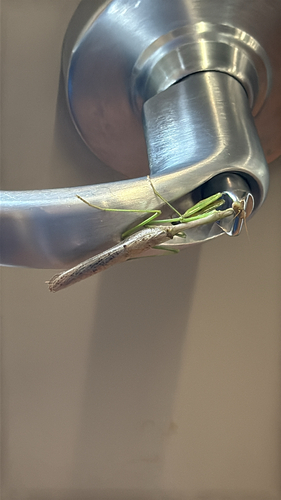 Carolina Mantis