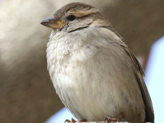 Passer domesticus