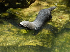 Galictis vittata