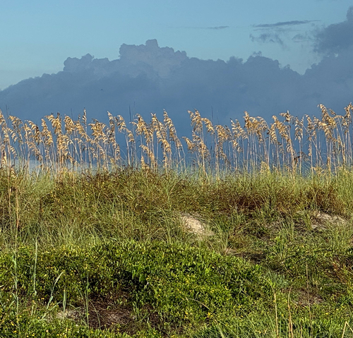 Uniola paniculata