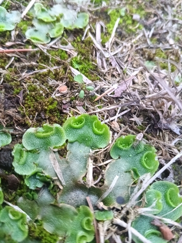 Crescent-cup liverwort
