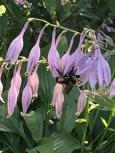Black-and-gold Bumble Bee