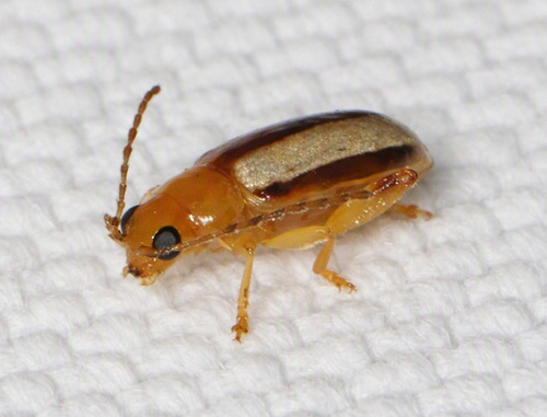 Texas Systena