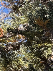Abies magnifica, photograph (c) Dena, some rights reserved (CC BY)