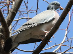 Columba palumbus
