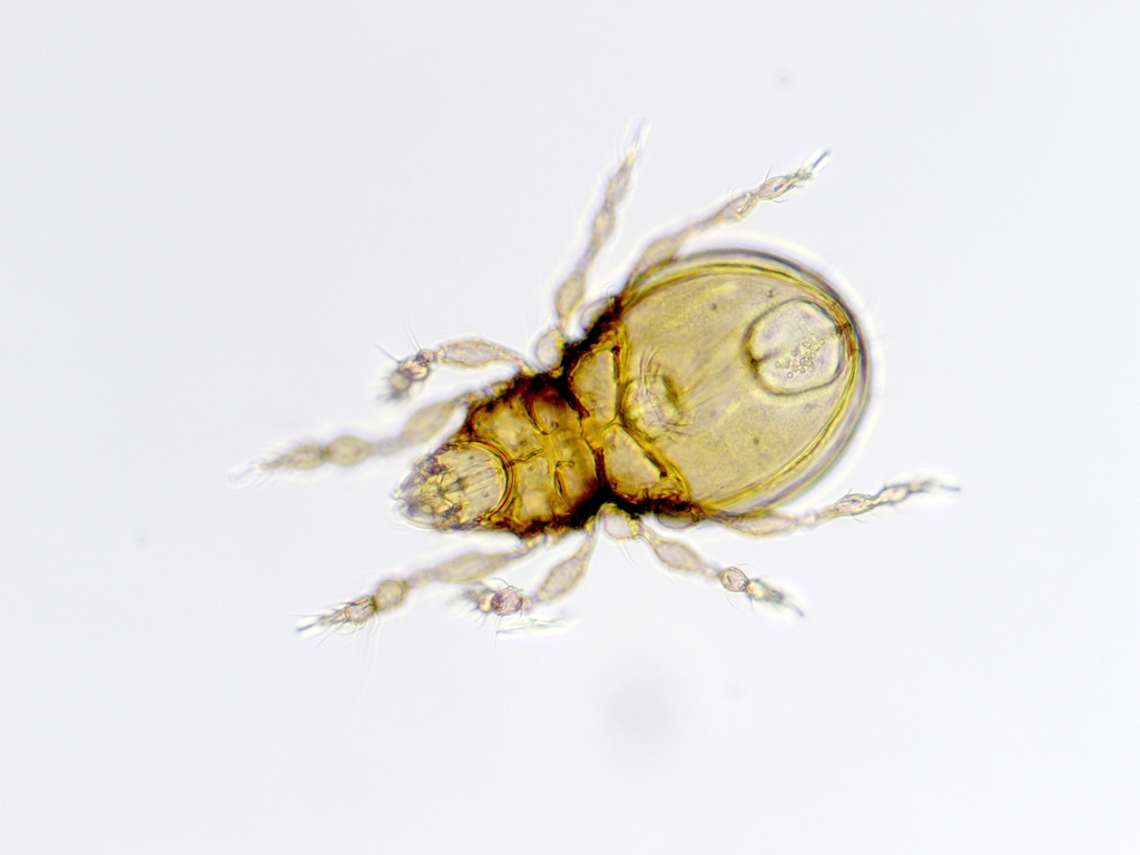 Oppiella nova