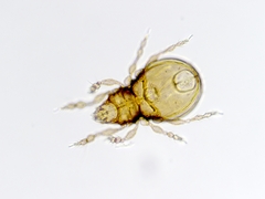 Mite