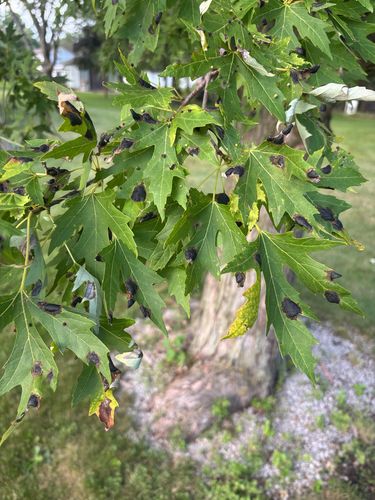 silver maple