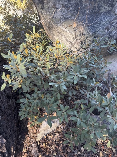 Chrysolepis sempervirens, photograph 2