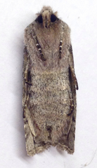 Litholomia napaea