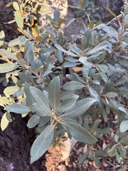 Chrysolepis sempervirens, photograph (c) Dena, some rights reserved (CC BY)