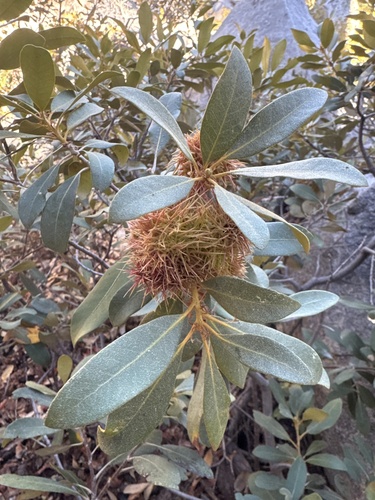 Chrysolepis sempervirens