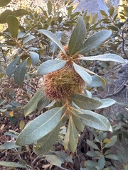 Chrysolepis sempervirens