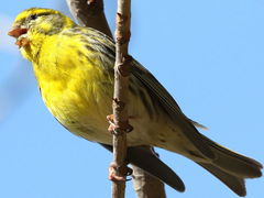 Serinus serinus