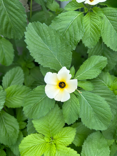 Cuban Buttercup