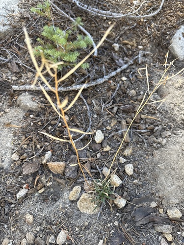 Erysimum capitatum