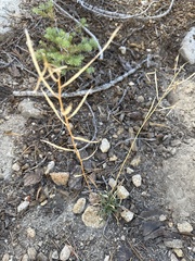 Erysimum capitatum