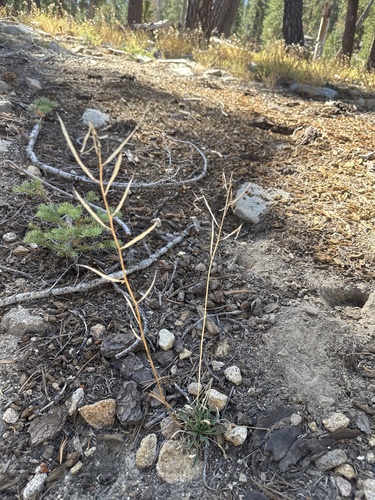 Erysimum capitatum, photograph 2
