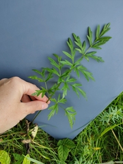 Cicuta virosa